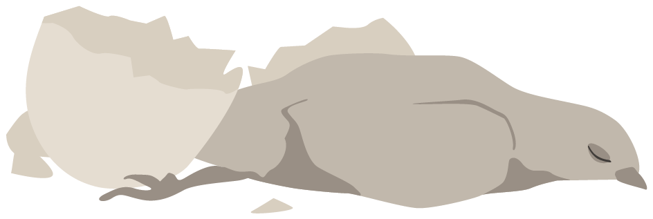 Illustration föreställande en död kyckling och ett äggskal