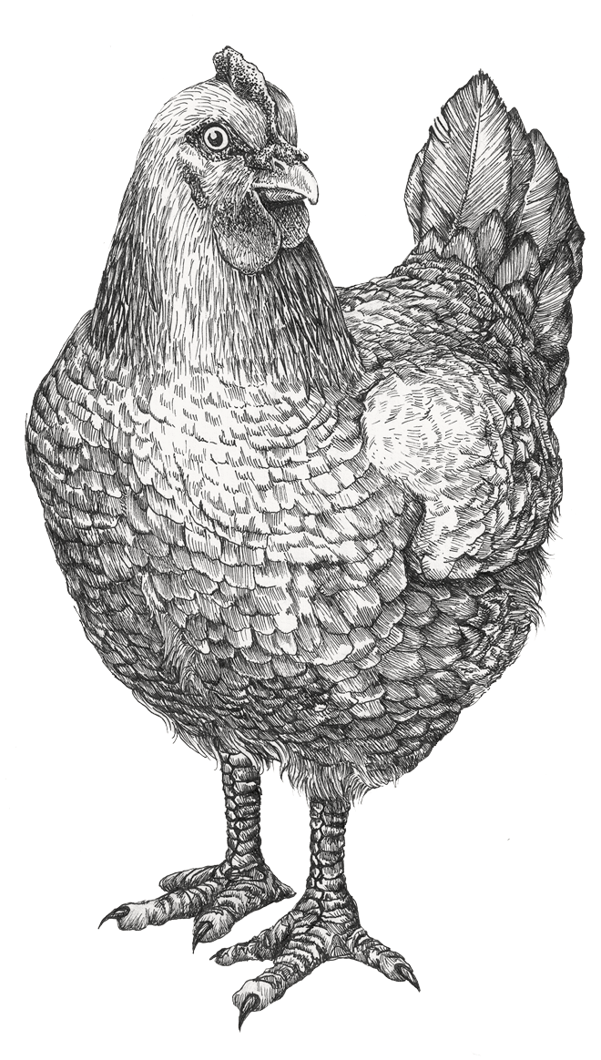 Illustration föreställande en höna