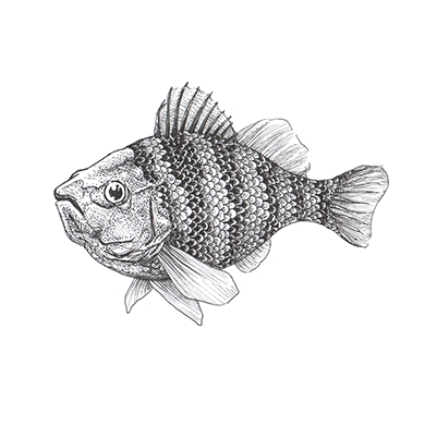 Illustration föreställande fiskar