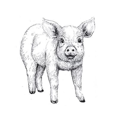Illustration föreställande en gris