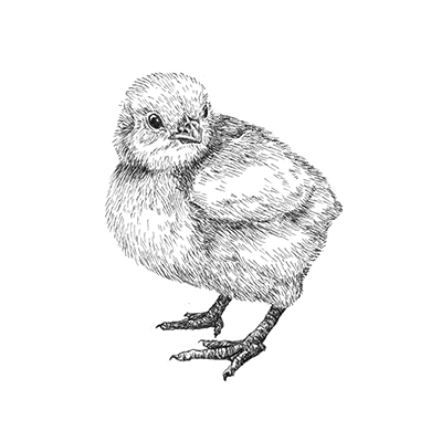 Illustration föreställande kycklingar